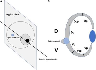 Timing and Distribution of Mitotic Activity in the Retina During Precocial and Altricial Modes of Avian Development
